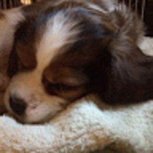 Meet your Posher, Nicholas